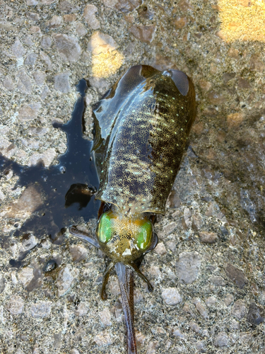 アオリイカの釣果