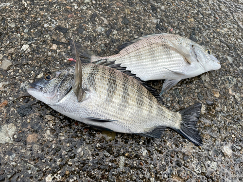 クロダイの釣果