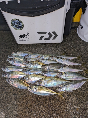 アジの釣果