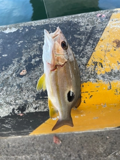 クロホシフエダイの釣果