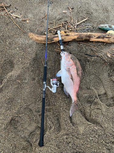 キダイの釣果