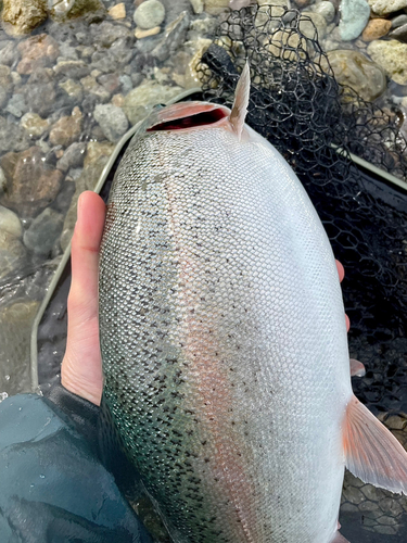 ニジマスの釣果