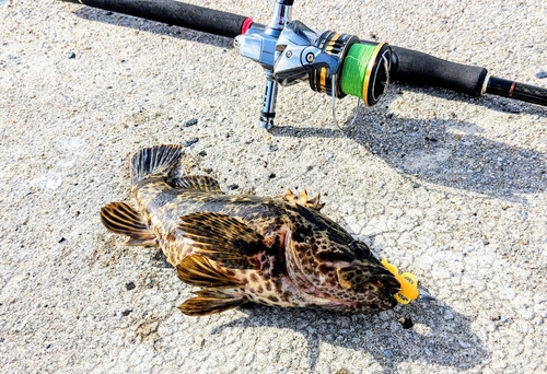 タケノコメバルの釣果