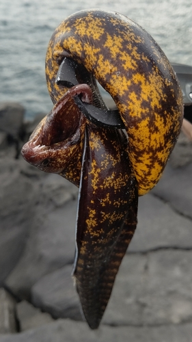 ウツボの釣果