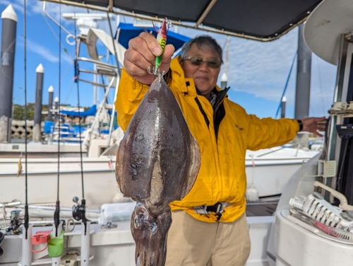 イカの釣果