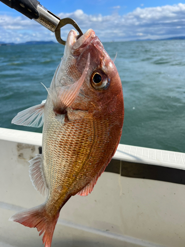 マダイの釣果