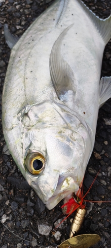 オニヒラアジの釣果