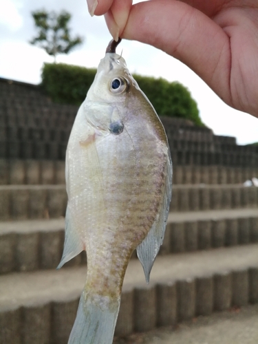 ブルーギルの釣果