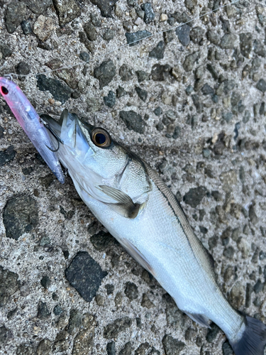 スズキの釣果