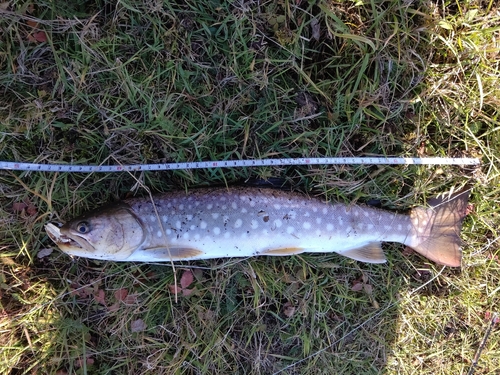 アメマスの釣果