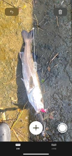 シーバスの釣果