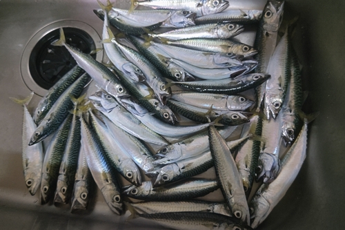 サバの釣果