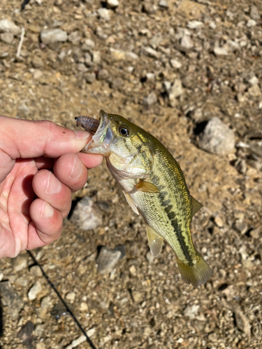 ラージマウスバスの釣果