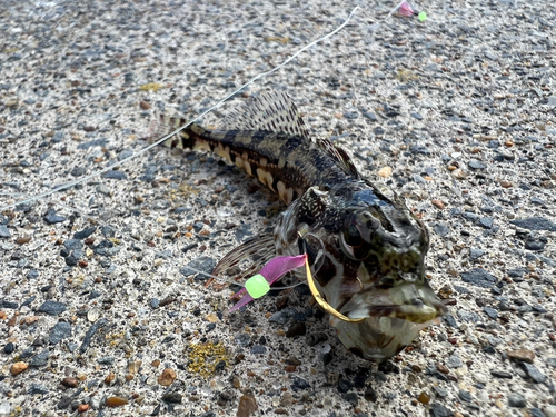 アサヒアナハゼの釣果