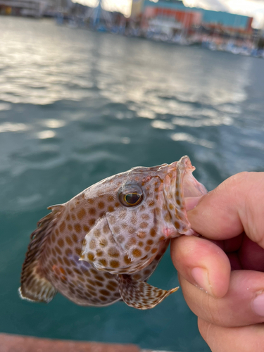 オオモンハタの釣果