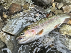 ニジマスの釣果