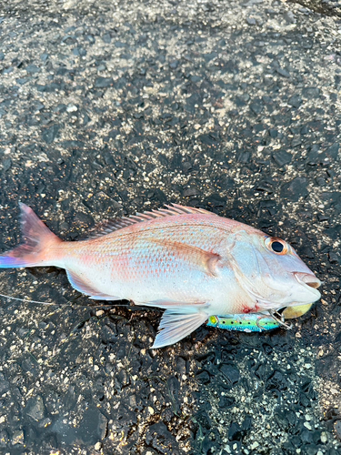 タイの釣果