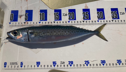 ゴマサバの釣果