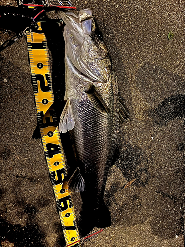 シーバスの釣果