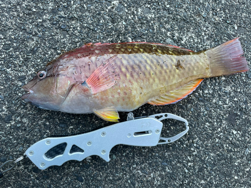 アカササノハベラの釣果