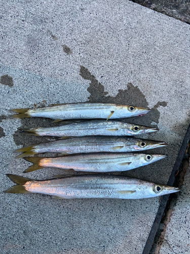 カマスの釣果