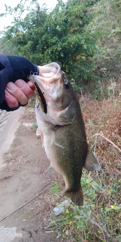 ラージマウスバスの釣果