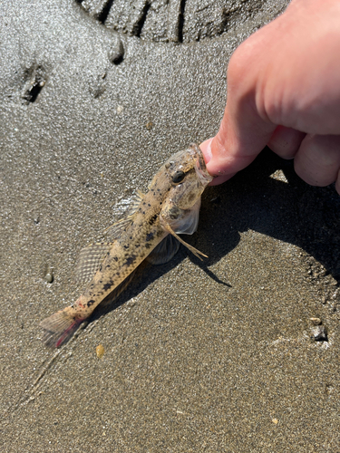 ハゼの釣果