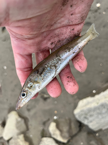 キスの釣果