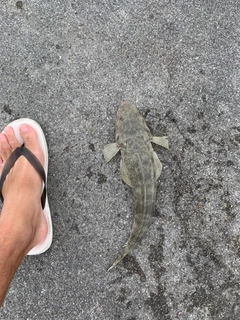 ミナミマゴチの釣果