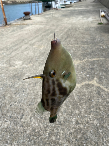 ウマヅラハギの釣果