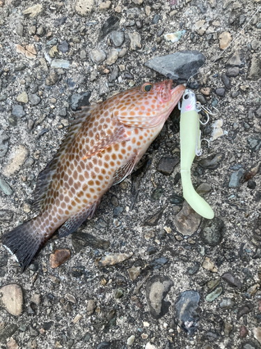 オオモンハタの釣果