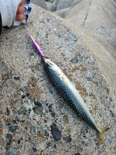 サバの釣果