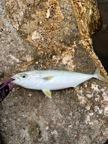 イナダの釣果