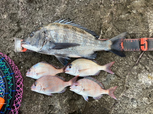 クロダイの釣果