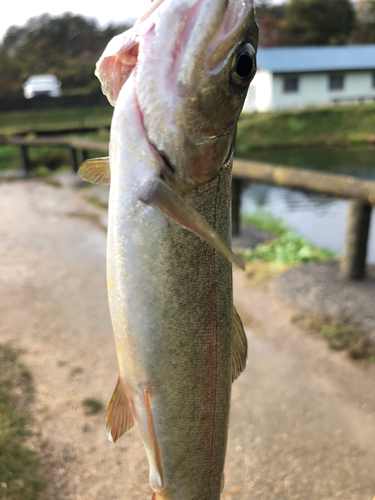 ニジマスの釣果