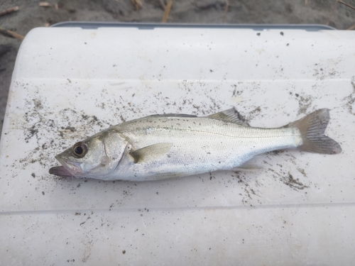 セイゴ（タイリクスズキ）の釣果