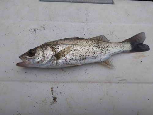 セイゴ（タイリクスズキ）の釣果