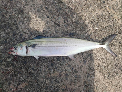 サゴシの釣果