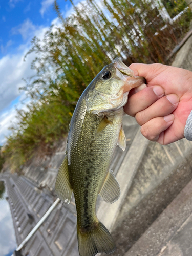 ラージマウスバスの釣果