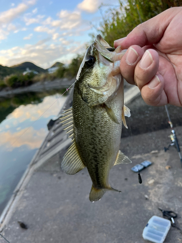 ラージマウスバスの釣果