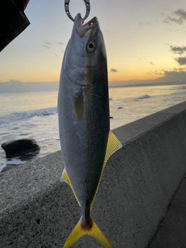 フクラギの釣果