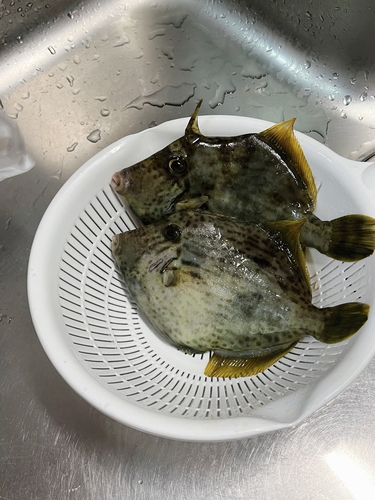 カワハギの釣果