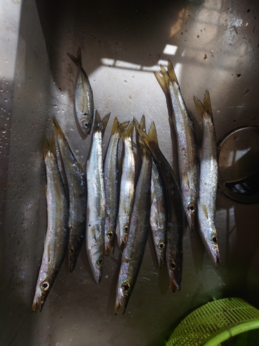 カマスの釣果