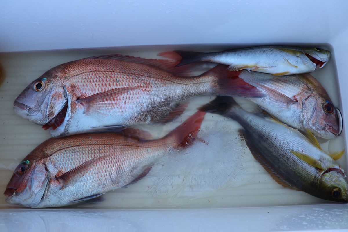 Fishing YOSHIさんの釣果 2枚目の画像
