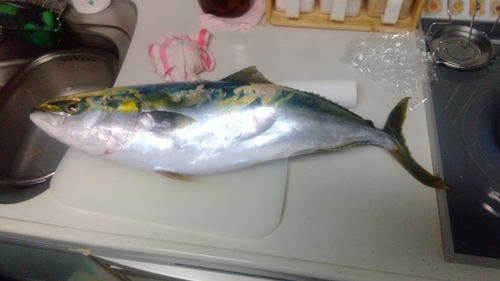 メジロの釣果