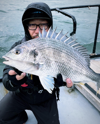 キビレの釣果