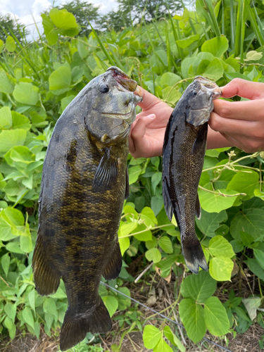 スモールマウスバスの釣果