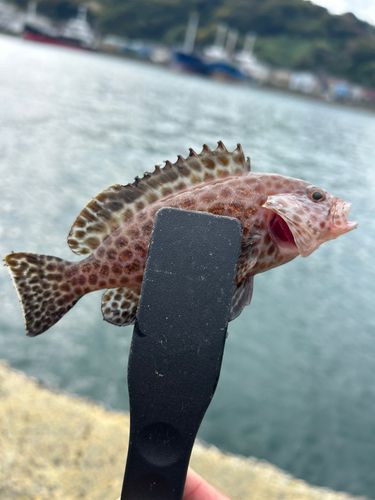 オオモンハタの釣果