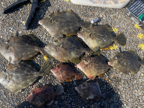 カワハギの釣果