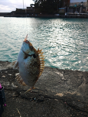 アイゴの釣果